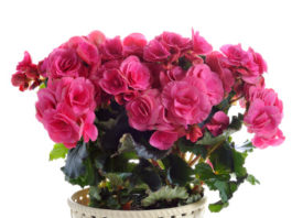 Begonia 799 0 101 Begonia